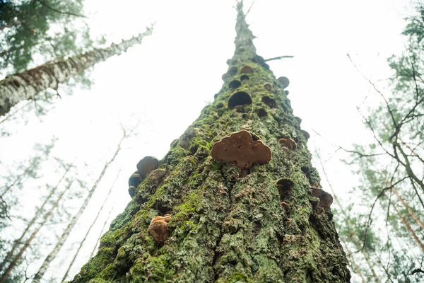 Houba Troud Stromě Houba Troud Houba Chaga Stromě Velké Dřevité — Stock fotografie