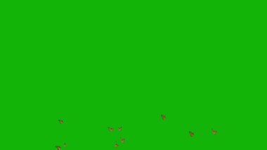 En Çok Satanlar Kelebeği Yeşil Ekranı: Sahnelerinizi, Ultra Yüksek Tanımlı, 4k video, yeşil ekran arka planında dönüştürün.