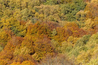 Stream Oak Ormanı Sonbahar Sezonu, Hayedo de la Pedrosa Doğal Koruma Alanı, Riofrio de Riaza, Segovia, İspanya