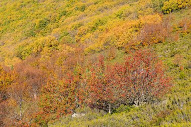 Stream Oak Ormanı Sonbahar Sezonu, Hayedo de la Pedrosa Doğal Koruma Alanı, Riofrio de Riaza, Segovia, İspanya