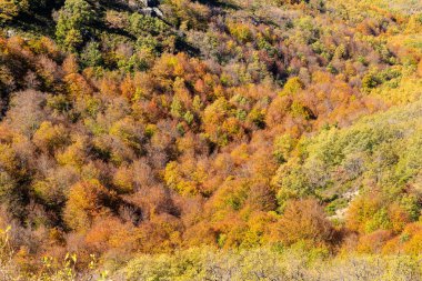 Stream Oak Ormanı Sonbahar Sezonu, Hayedo de la Pedrosa Doğal Koruma Alanı, Riofrio de Riaza, Segovia, İspanya