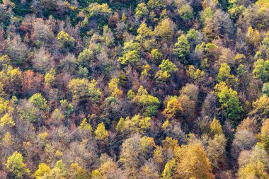 Stream Oak Ormanı Sonbahar Sezonu, Hayedo de la Pedrosa Doğal Koruma Alanı, Riofrio de Riaza, Segovia, İspanya