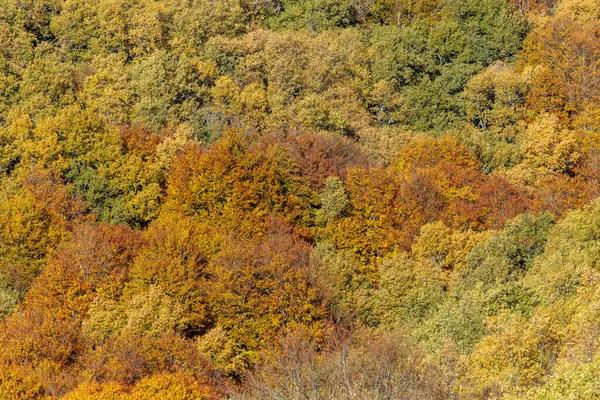 Stream Oak Ormanı Sonbahar Sezonu, Hayedo de la Pedrosa Doğal Koruma Alanı, Riofrio de Riaza, Segovia, İspanya