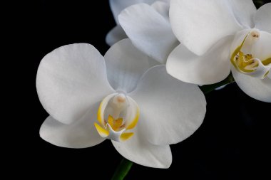 Siyah arkaplanda beyaz orkide çiçeği
