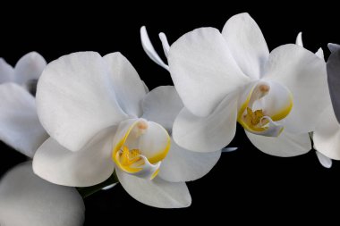 Siyah arkaplanda beyaz orkide çiçeği