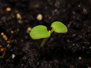 Fesleğen bir tencerede yetişiyor.