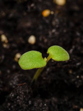 Fesleğen bir tencerede yetişiyor.