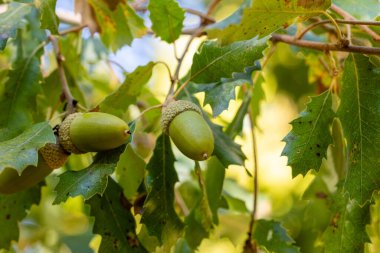 Quercus ibnesinin yaprakları ve meşe palamutları. Fotoğraf Madrid, İspanya 'da çekildi..