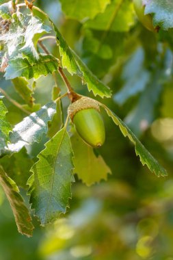 Quercus ibnesinin yaprakları ve meşe palamutları. Fotoğraf Madrid, İspanya 'da çekildi..