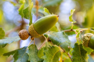 Quercus ibnesinin yaprakları ve meşe palamutları. Fotoğraf Madrid, İspanya 'da çekildi..