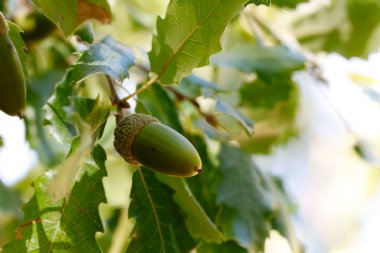 Quercus ibnesinin yaprakları ve meşe palamutları. Fotoğraf Madrid, İspanya 'da çekildi..