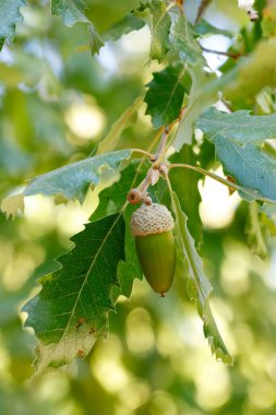 Quercus ibnesinin yaprakları ve meşe palamutları. Fotoğraf Madrid, İspanya 'da çekildi..