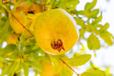 Taze nar ve meyve ağacı. Nar bahçesindeki bir ağacın dalında nar meyveleri..