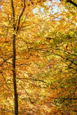 Nehir Kayısı Ormanı, Hayedo de la Pedrosa Doğal Koruma Alanı, Kayın Ormanı Sonbahar Mevsimi
