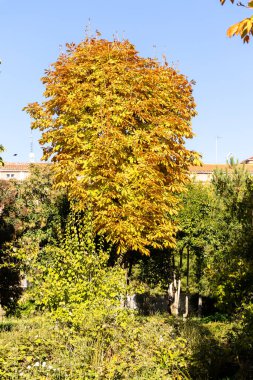 Madrid, İspanya, - 10 Kasım 2022: Madrid 'deki Finca de Vista Alegre adlı halk bahçeleri, İspanya