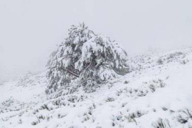 Sierra de Guadarrama, Madrid 'de, Penalara buzulları civarında karlı bir manzara.