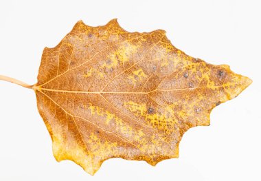 Stüdyoda beyaz arka planda sonbahar yaprakları ve meşe ağaçları