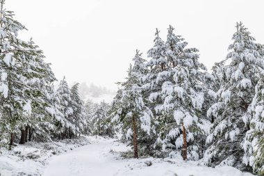 Aralık 2025 'te Madrid' deki Sierra de Guadarrama dağları Cotos dağ geçidinde kar yağışı sırasında