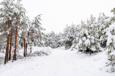 Aralık 2025 'te Madrid' deki Sierra de Guadarrama dağları Cotos dağ geçidinde kar yağışı sırasında