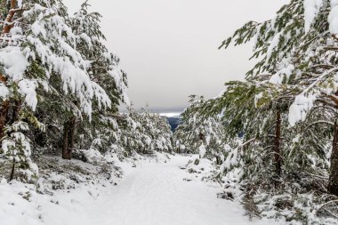 Aralık 2025 'te Madrid' deki Sierra de Guadarrama dağları Cotos dağ geçidinde kar yağışı sırasında