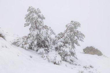 Aralık 2025 'te Madrid' deki Sierra de Guadarrama dağları Cotos dağ geçidinde kar yağışı sırasında