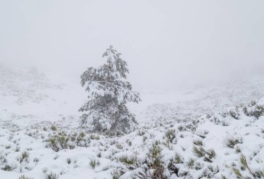 Aralık 2025 'te Madrid' deki Sierra de Guadarrama dağları Cotos dağ geçidinde kar yağışı sırasında