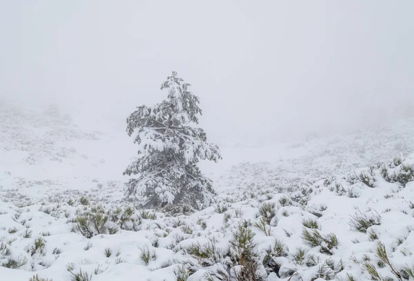 Aralık 2025 'te Madrid' deki Sierra de Guadarrama dağları Cotos dağ geçidinde kar yağışı sırasında
