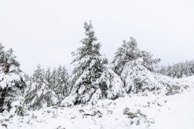 Aralık 2025 'te Madrid' deki Sierra de Guadarrama dağları Cotos dağ geçidinde kar yağışı sırasında