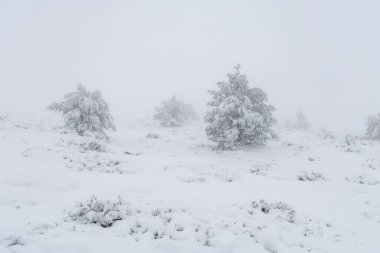Aralık 2025 'te Madrid' deki Sierra de Guadarrama dağları Cotos dağ geçidinde kar yağışı sırasında