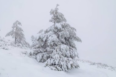 Aralık 2025 'te Madrid' deki Sierra de Guadarrama dağları Cotos dağ geçidinde kar yağışı sırasında