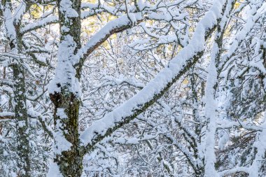 Snowy landscape of mountains port of Canencia in Madrid, Spain