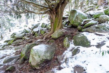 Snowy landscape of mountains port of Canencia in Madrid, Spain