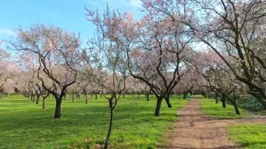 Madrid, İspanya - 02 Mart 2026: İspanya 'nın başkenti Madrid' de Badem ağaçlarının açtığı Quinta de los Molinos adlı halk parkında yürüyen veya dinlenen insanlar
