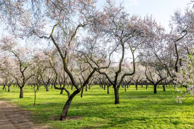 Madrid, İspanya - 02 Mart 2026: İspanya 'nın başkenti Madrid' de Badem ağaçlarının açtığı Quinta de los Molinos adlı halk parkında yürüyen veya dinlenen insanlar