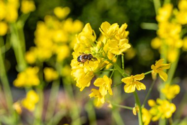 Santiago 'dan gelen şalgam yeşillikleri bahçede yetişir.