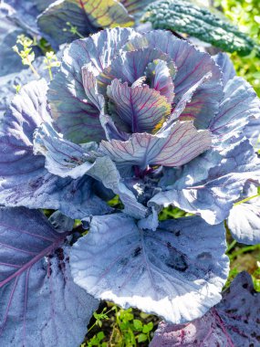 Geleneksel bir bahçede yetişen kırmızı lahana bitkisi