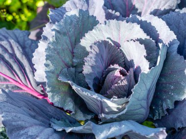 Geleneksel bir bahçede yetişen kırmızı lahana bitkisi