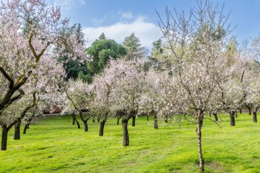 public park called Quinta de los Molinos with the almond trees in bloom in Madrid, Spain