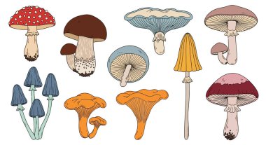 Chanterelle, Amanita ve Boletus gibi çeşitli orman mantarlarının yer aldığı klasik tarzda bir vektör seti. Sonbahar tasarımları, eğitim, yemek malzemeleri veya sağlıklı yaşam için mükemmel grafik kaynağı