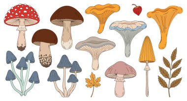 Beyaza izole edilmiş çeşitli yabani mantarların klasik botanik çizimi. İçinde Chanterelles ve zehirli Amanita gibi yenilebilir mantarlar var. Doğa sanatı, gıda ambalajı, organik p için ideal vektör seti