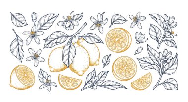 Klasik oyma tarzında ayrıntılı limon meyveleri, dilimler, çiçekler ve yapraklar içeren zarif bir vektör çizimi. Doğal ürün etiketleri, içecek markaları, temel yağ ambalajları için idealdir.