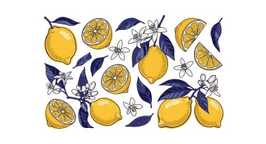 Taze sarı limon, sulu dilimler, koyu yapraklar ve beyaz çiçeklerden oluşan dekoratif bir düzenleme içeren modern vektör çizimi. Organik gıda ambalajı ve yaz içeceği için mükemmel grafik elementi.
