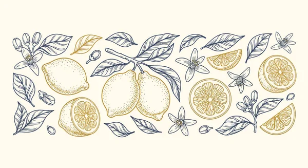 Ayrıntılı limon meyveleri, dilimler, çiçekler ve yatay bir sınırda sıralanmış yapraklarla işlenmiş klasik oyma stili çizimi. Organik ürün ambalajı için mükemmel vektör grafiği, yaz içeceği!