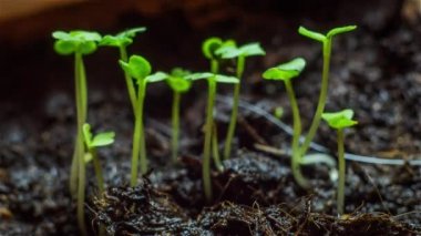 Rucola çimlenme Timelapse