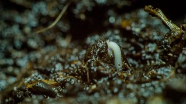 Rucola çimlenme Timelapse