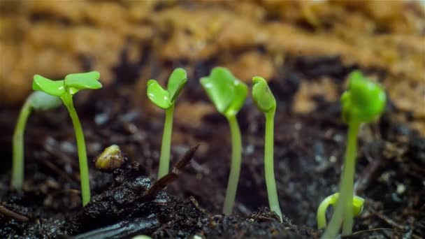 Rucola Sprouting Timelapse — Videoclip de stoc