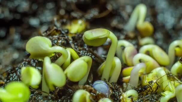 Rucola germogliare Timelapse — Video Stock