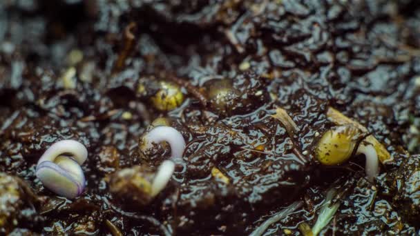 Timelapse de la germination de rucola — Video