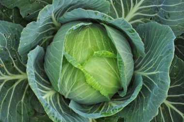 Green cabbage vegetable 