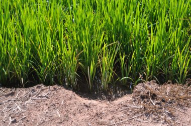 Yeşil pirinç ve toprak